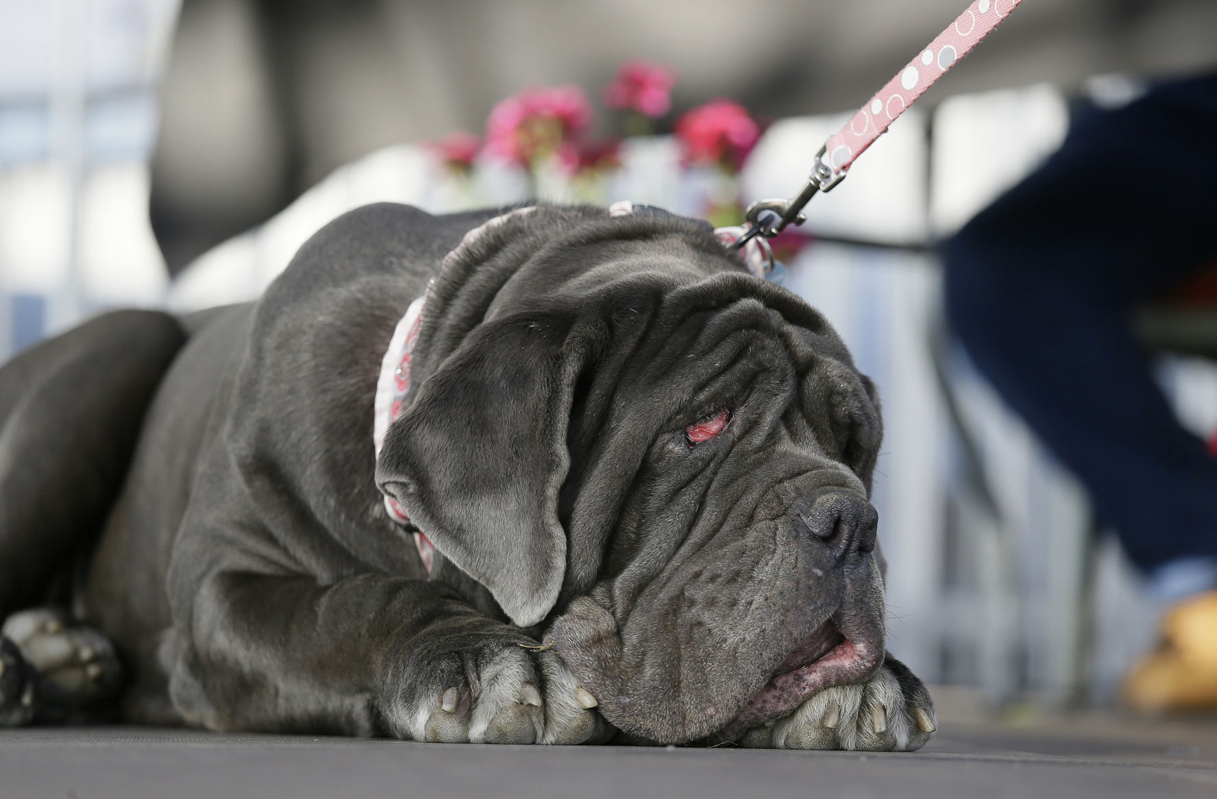 Neapolitan mastiff Martha